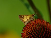 Peck's Skipper - Saratoga County, NY - 07/27/14