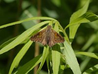 Silver-Spotted Skipper - Saratoga County, NY - 06/23/07