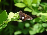 Silver-Spotted Skipper - Albany County, NY - 06/2/04