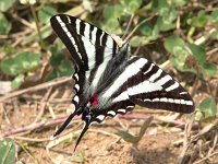 Zebra Swallowtail - Great Smokies NP, TN- 05/11/05