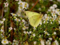 Clouded Sulphur - Saratoga County, NY - 09/27/03