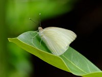Florida White - Monroe County, FL - 05/16/09