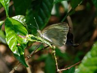 Great Southern White - Dade County, FL- 05/10/09