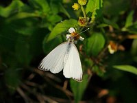 Great Southern White - Monroe County, FL- 04/30/14