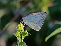 Great Southern White - Monroe County, FL- 04/30/14