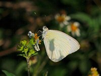Great Southern White - Monroe County, FL- 04/30/14
