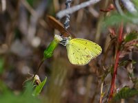 Little Sulphur - Cape May, NJ - 09/17/10