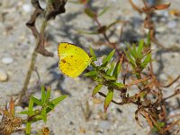 Little Sulphur - Cape May, NJ - 09/17/10