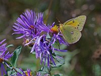 Orange Sulphur - Stuben County, NY - 10/03/13