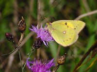 Orange Sulphur - Saratoga Couny, NY - 10/05/03