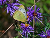 "White Sulphur" - Stuben County, NY - 10/03/13