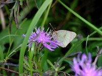 "White Sulphur" - Saratoga County, NY - 10/05/03