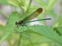 Superb Jewelwing - male - Saratoga County, NY - 07/07/07