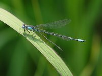 Aurora Damsel - male - Hamilton County, NY - 07/8/06