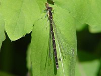 Aurora Damsel - female - Saratoga County, NY - 05/31/04
