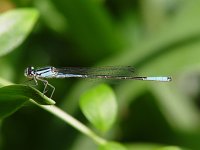 Azure Bluet - male - Saratoga County, NY  - 07/01/06