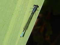 Azure Bluet - male - Saratoga County, NY  - 07/01/06