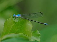 Blue-Fronted Dancer - male - Albany County, NY - 07/14/14
