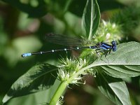 Blue-Ringed Dancer - Santa Cruz County, AZ - 08/23/06