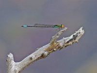 Caribbean Yellowface - Monroe County, FL - 05/08/10