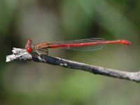 Desert Firetail - Santa Cruz County, AZ - 08/23/06