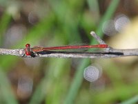 Desert Firetail - Santa Cruz County, AZ - 08/23/06