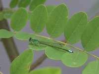 Eastern Forktail - male - Saratoga County, NY - 05/11/06