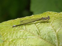 Eastern Forktail - female - Saratoga County, NY - 05/11/0