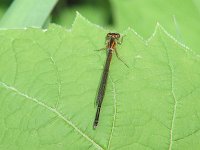 Eastern Forktail - female - Saratoga County, NY - 05/23/04