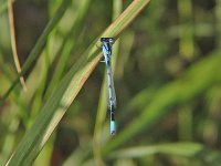 Familiar Bluet - male - Saratoga County, NY - 08/24/05
