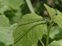 Fragile Forktail - Saratoga County, NY - 05/30/05