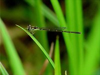 Fragile Forktail - Saratoga County, NY - 08/30/03