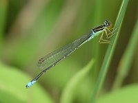 Rainbow Bluet - male - Albany County, NY - 06/26/06