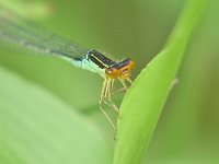 Rainbow Bluet - male - Albany County, NY - 06/26/06
