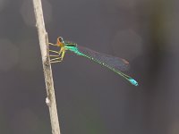 Rainbow Bluet - male - Saratoga County, NY - 06/15/06