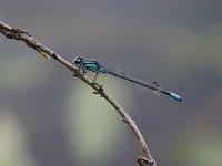 Skimming Bluet - male - Albany County, NY - 06/27/06