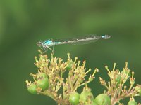 Skimming Bluet - female - Saratoga County, NY - 07/12/05