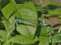 Stream Bluet - male - Rensselaer County, NY - 07/16/06