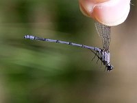Tonto Dancer - Cochise County, AZ - 08/27/06