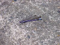 Variable Dancer - male - Albany County, NY - 09/12/03