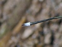 Swamp Spreadwing