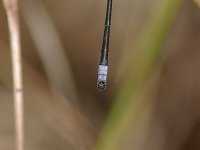 Spotted Spreadwing