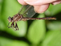 Ashy Clubtail -male -handheld - Saratoga County, NY - 06/18/06