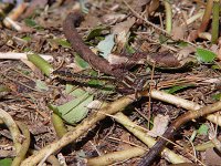 Ashy Clubtail - male - Saratoga County, NY - 05/29/04