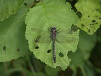 Beaverpond Clubtail - male - Hamilton County, NY - 06/19/05