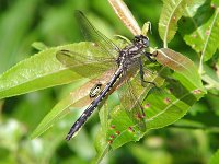Beaverpond Clubtail - female - Hamilton County, NY - 07/10/04