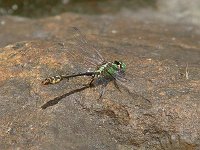 Brook Snaketail - male -  Hamilton County, NY - 07/10/04