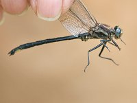 Dusky Clubtail - male - hand held - Saratoga County, NY - 06/17/07
