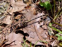 Lancet Clubtail - male - Saratoga County, NY - 05/31/04