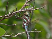 Black-Tipped Darner - female - Rensselaer County, NY - 08/05/04